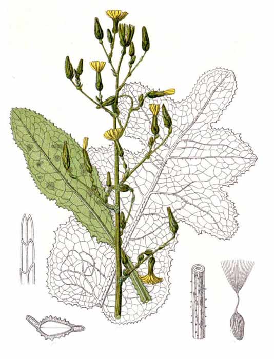 illustration of a wild lettuce plant