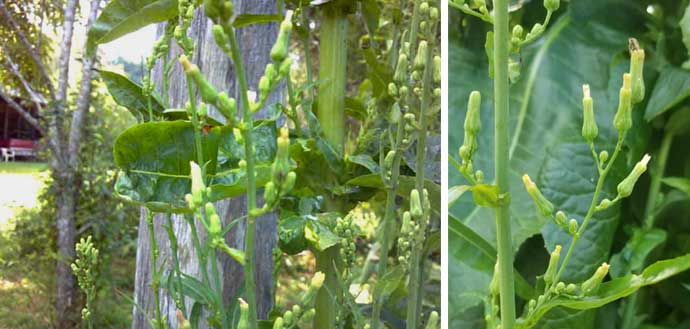 wild lettuce flower buds on stalk