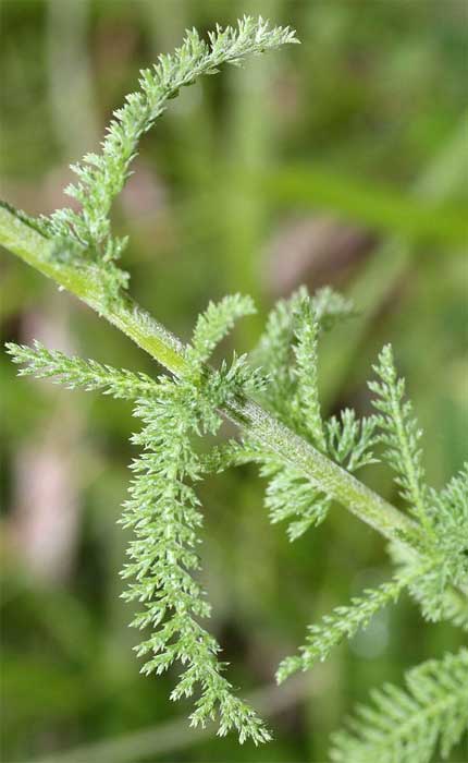 Yarrow leaves on stem