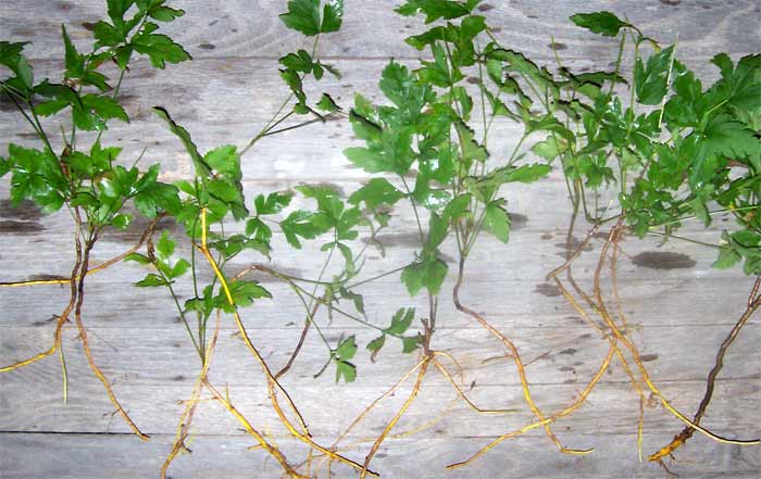 Small yellowroot plants 