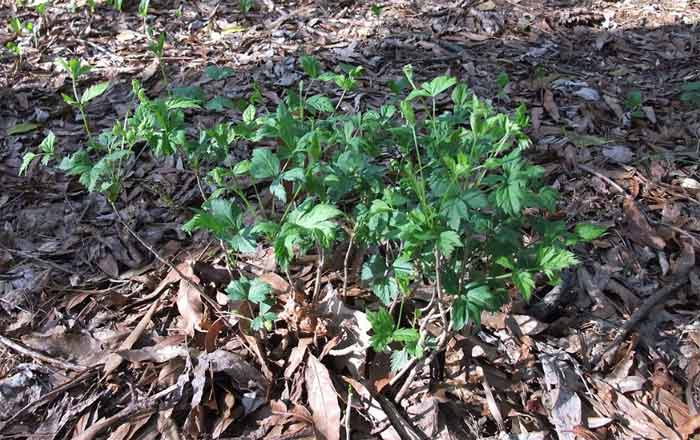 young patch of yellowroot