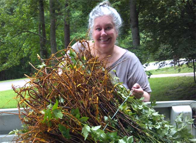 Janice Boling with fresh yellowroot plants