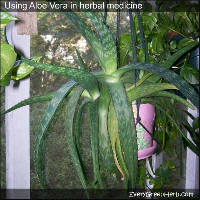 Aloe Vera grows on a screen in porch in Georgia