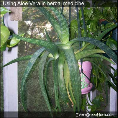 Aloe Vera grows on a screen in porch in Georgia