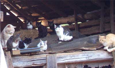 Feral cat house in loft of barn