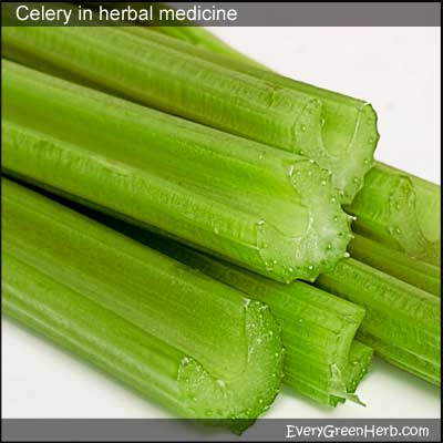 Celery is useful in the kitchen and in herbal medicine.
