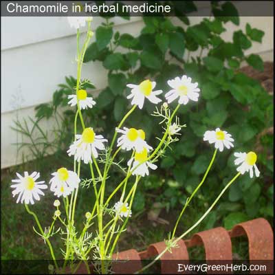 Chamomile flowers look like little daisies.