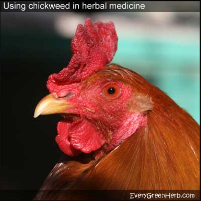 Chickens love chickweed.