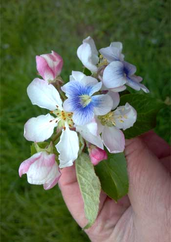 hand holding spring flowers