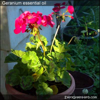 Geranium essential oil is distilled from the plant