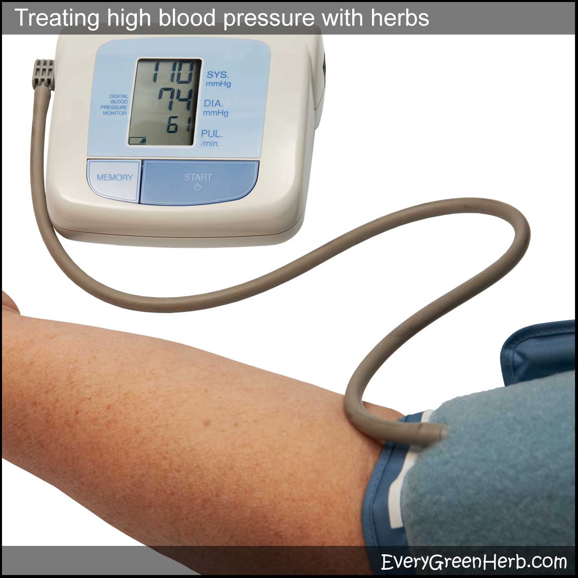 Arjuna Herb High Blood Pressure