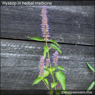 Hyssop with purple flower tops