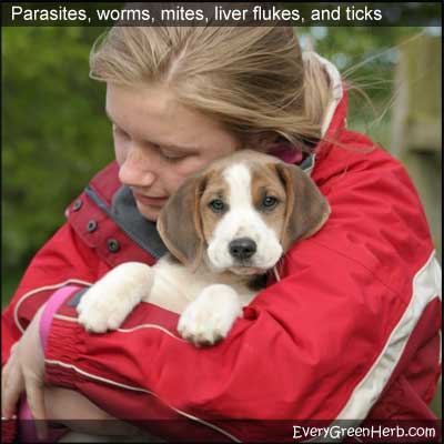 Girl with puppy