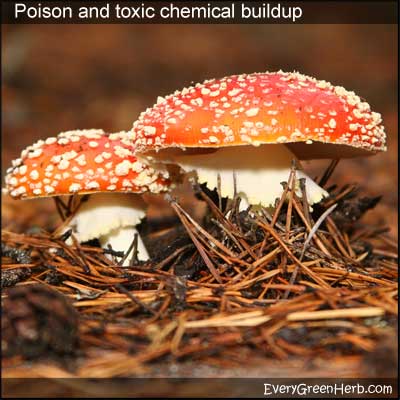 These colorful mushrooms are poisonous.