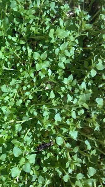 Chickweed growing in meadow
