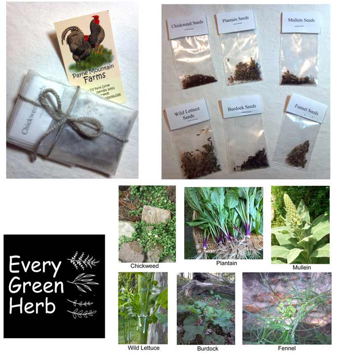 6 packs of medicinal herb seeds