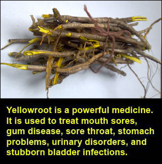 yellowroot bundle